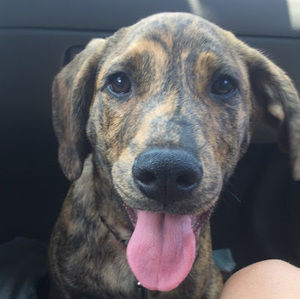 Meet your Posher, Molly